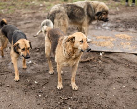 Luna sucht ihr großes Glück