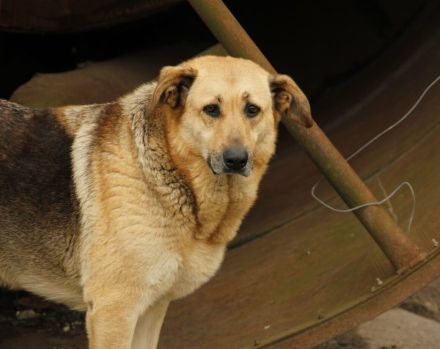 Luna sucht ihr großes Glück