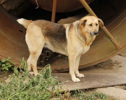 Luna sucht ihr großes Glück