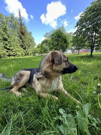 Joy - ein sanfter Hunderiese sucht sein Zuhause