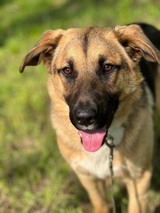 Joy - ein sanfter Hunderiese sucht sein Zuhause