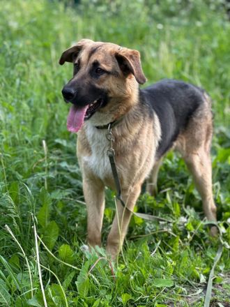 Joy - ein sanfter Hunderiese sucht sein Zuhause