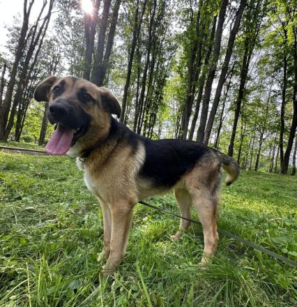 Joy - ein sanfter Hunderiese sucht sein Zuhause