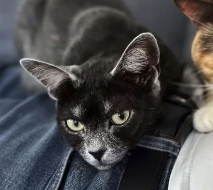 Transilvanische Katze (weiblich/kastriert)