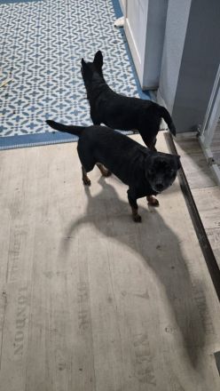 Zwergpinscher Rüden