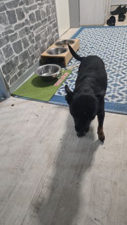 Zwergpinscher Rüden