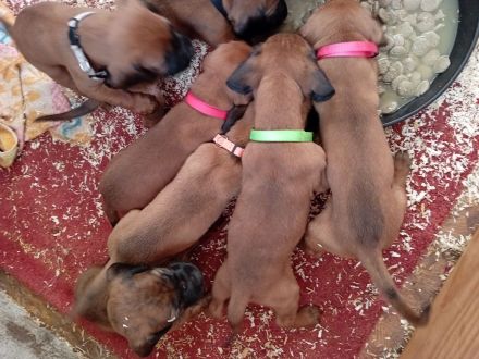 Hannoverscher Schweisshunde Welpen