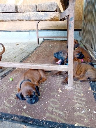 Hannoverscher Schweisshunde Welpen