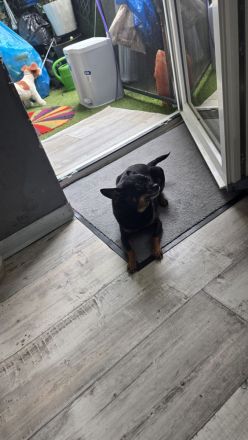 Prager Rattler Weibchen