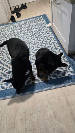 Prager Rattler Weibchen