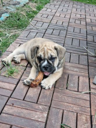 Bulldoggen Welpen englisch französisch Mix