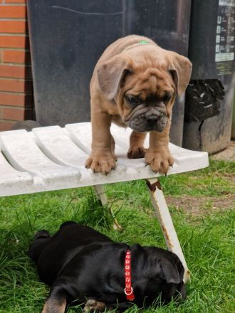 Bulldoggen Welpen englisch französisch Mix