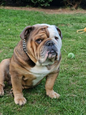 Bulldoggen Welpen englisch französisch Mix