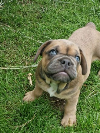 Bulldoggen Welpen englisch französisch Mix
