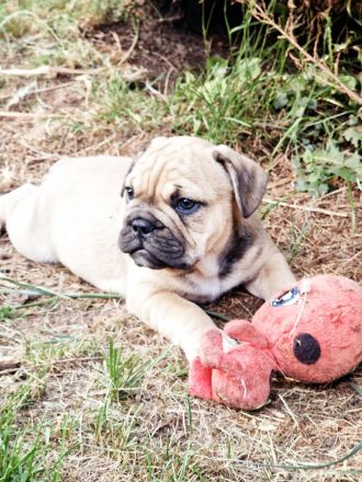 Bulldoggen Welpen englisch französisch Mix