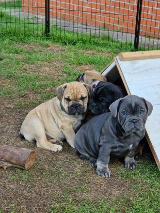 Bulldoggen Welpen englisch französisch Mix