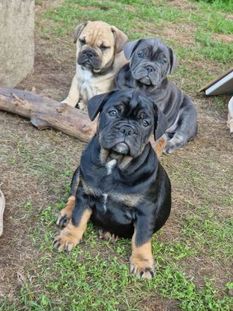 Bulldoggen Welpen englisch französisch Mix