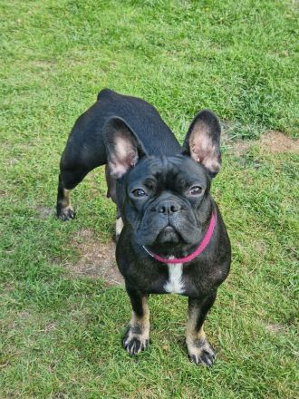 Bulldoggen Welpen englisch französisch Mix