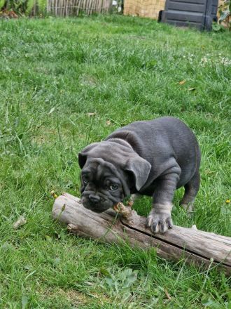Bulldoggen Welpen englisch französisch Mix