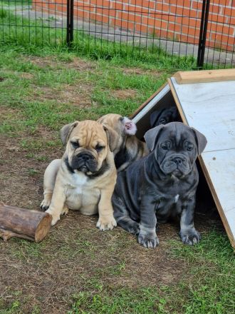 Bulldoggen Welpen englisch französisch Mix