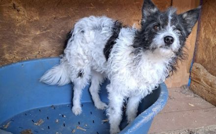 Gispy - gütig aber ängstlich