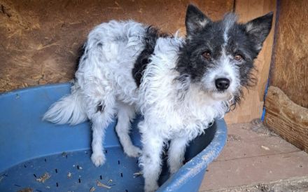 Gispy - gütig aber ängstlich