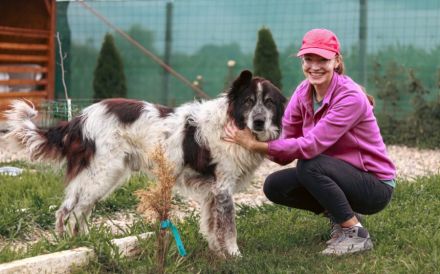 Liebenswerter Balu mit dem frechen Stehohr