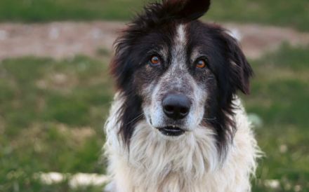 Liebenswerter Balu mit dem frechen Stehohr