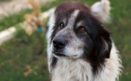 Liebenswerter Balu mit dem frechen Stehohr