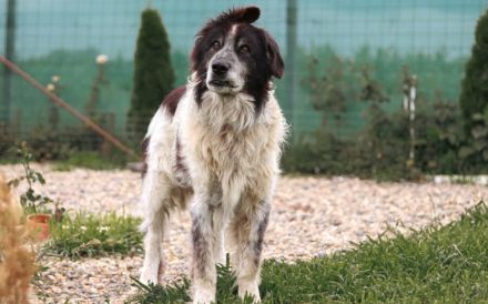 Liebenswerter Balu mit dem frechen Stehohr