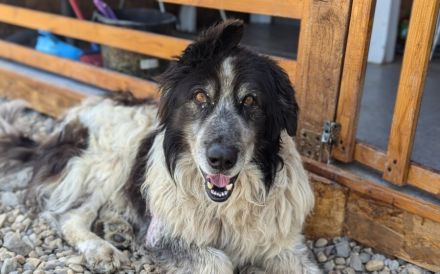 Liebenswerter Balu mit dem frechen Stehohr