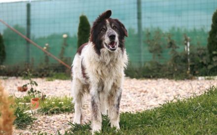 Liebenswerter Balu mit dem frechen Stehohr