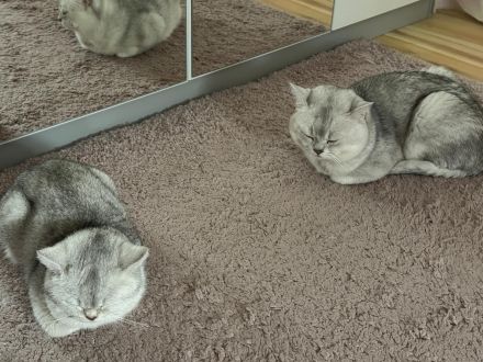 BKH britisch Kurzhaar Black-golden- Shaded Kitten