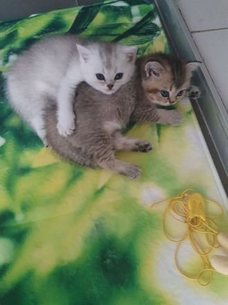 BKH britisch Kurzhaar Black-golden- Shaded Kitten