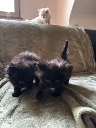 Wunderschöne Perser-Maine-Coon-Mix Kätzchen abzugeben 🐾