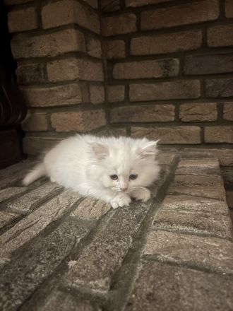 Wunderschöne Perser-Maine-Coon-Mix Kätzchen abzugeben 🐾