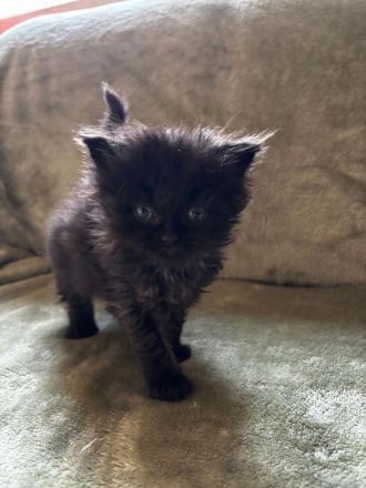 Wunderschöne Perser-Maine-Coon-Mix Kätzchen abzugeben 🐾