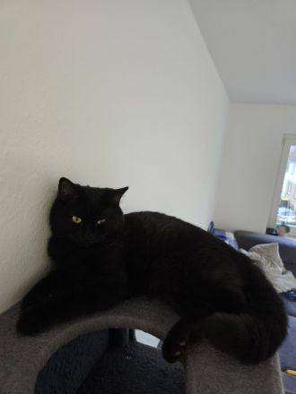 Britisch Kurzhaar mix Kitten abzugeben