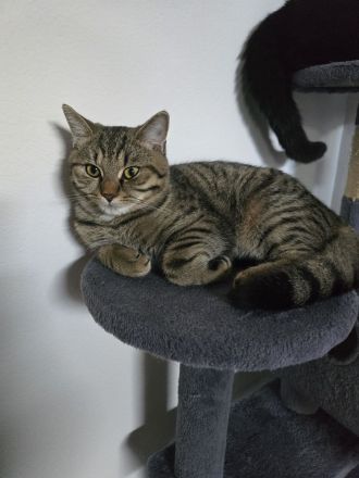 Britisch Kurzhaar mix Kitten abzugeben