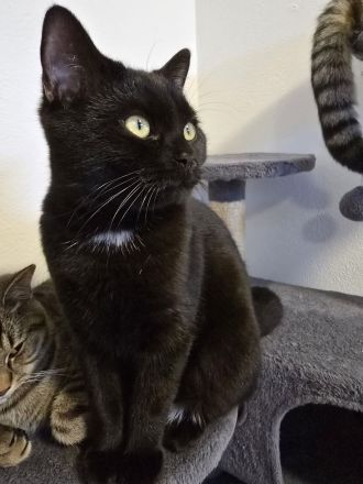 Britisch Kurzhaar mix Kitten abzugeben