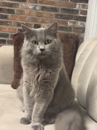 Deckkater Britisch Lange Haar