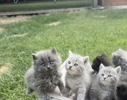 Deckkater Britisch Lange Haar