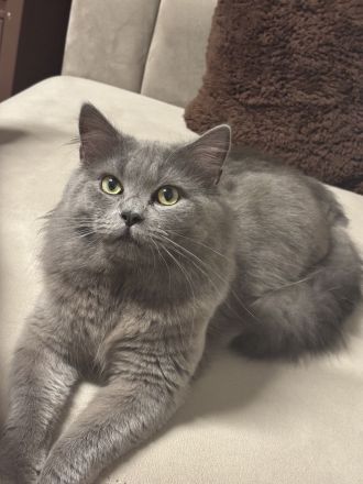 Deckkater Britisch Lange Haar