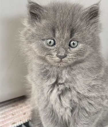 Deckkater Britisch Lange Haar