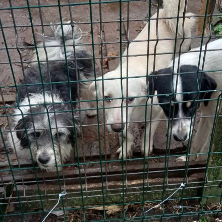 Wem geht Perrys Blick mitten durchs Herz?