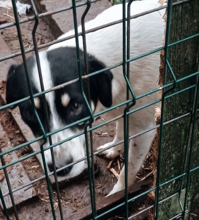 Wem geht Perrys Blick mitten durchs Herz?
