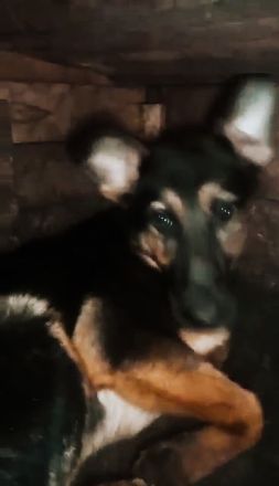 Puka möchte dich im Leben begleiten