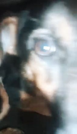 Puka möchte dich im Leben begleiten