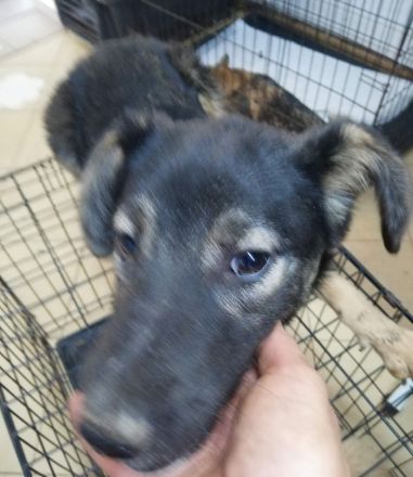 Rava möchte das Leben mit dir teilen.