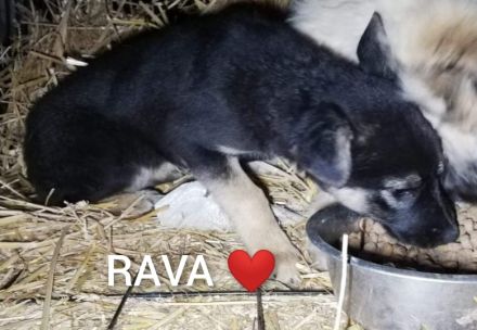 Rava möchte das Leben mit dir teilen.